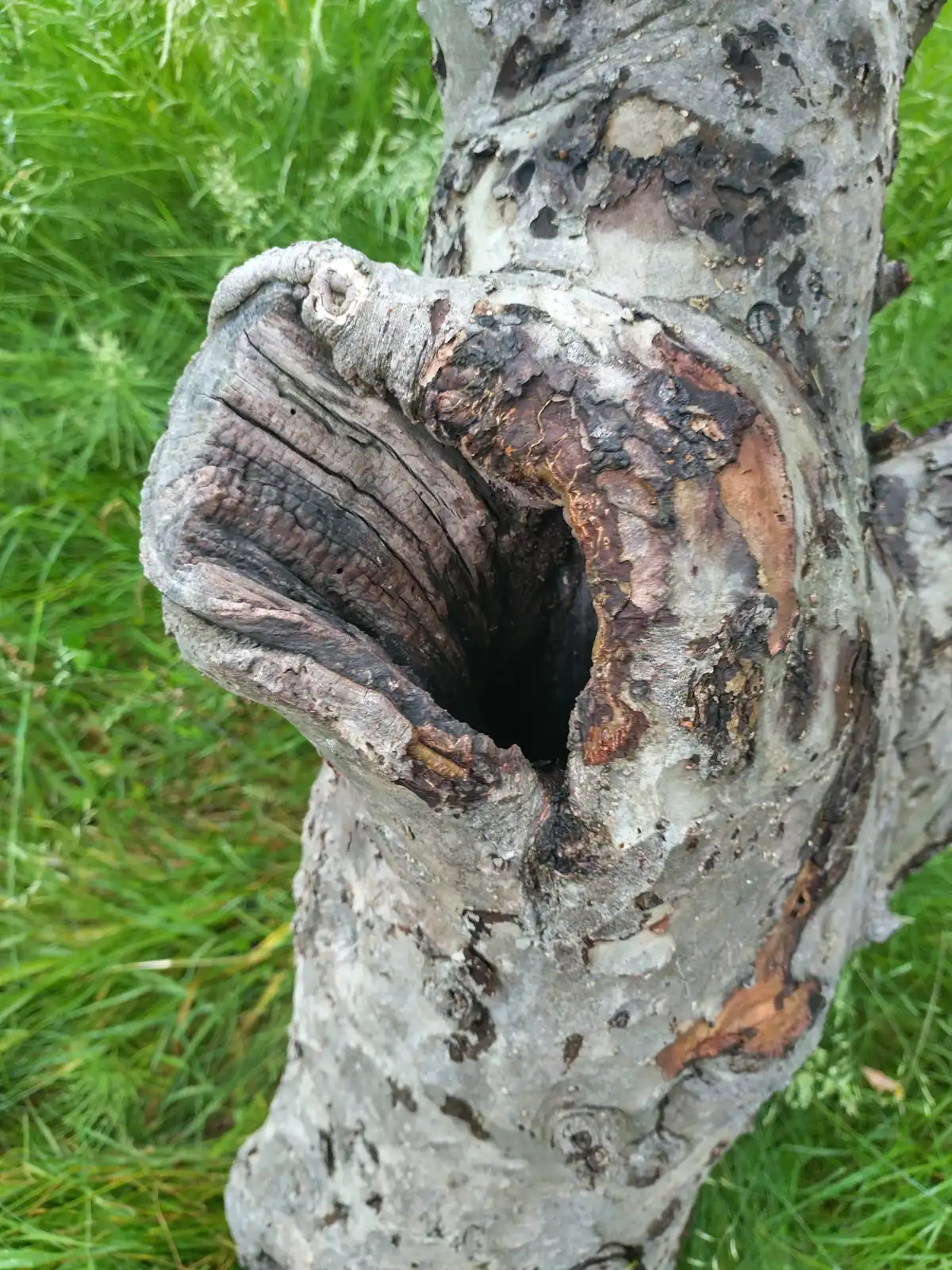 Healing wound on a veteran tree