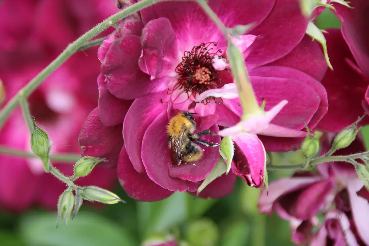 Bumblebee working a rose