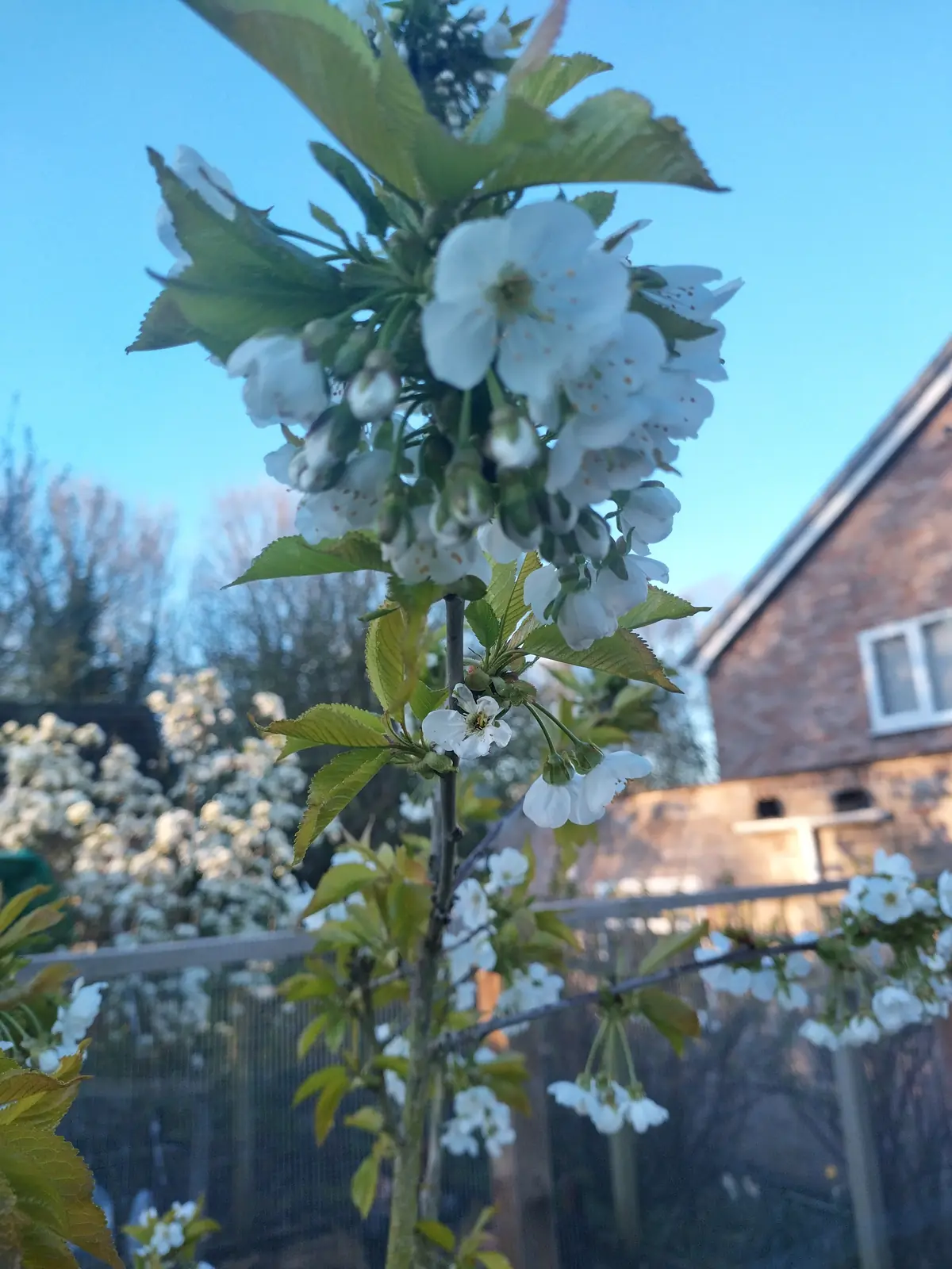 Cherry blossom against a spring sky