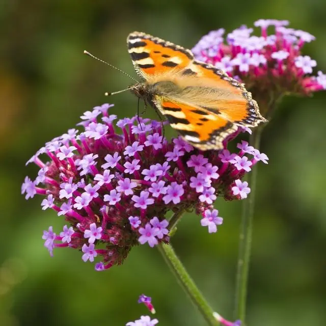 Small tortoiseshell butterfly on Verbena bonariensis