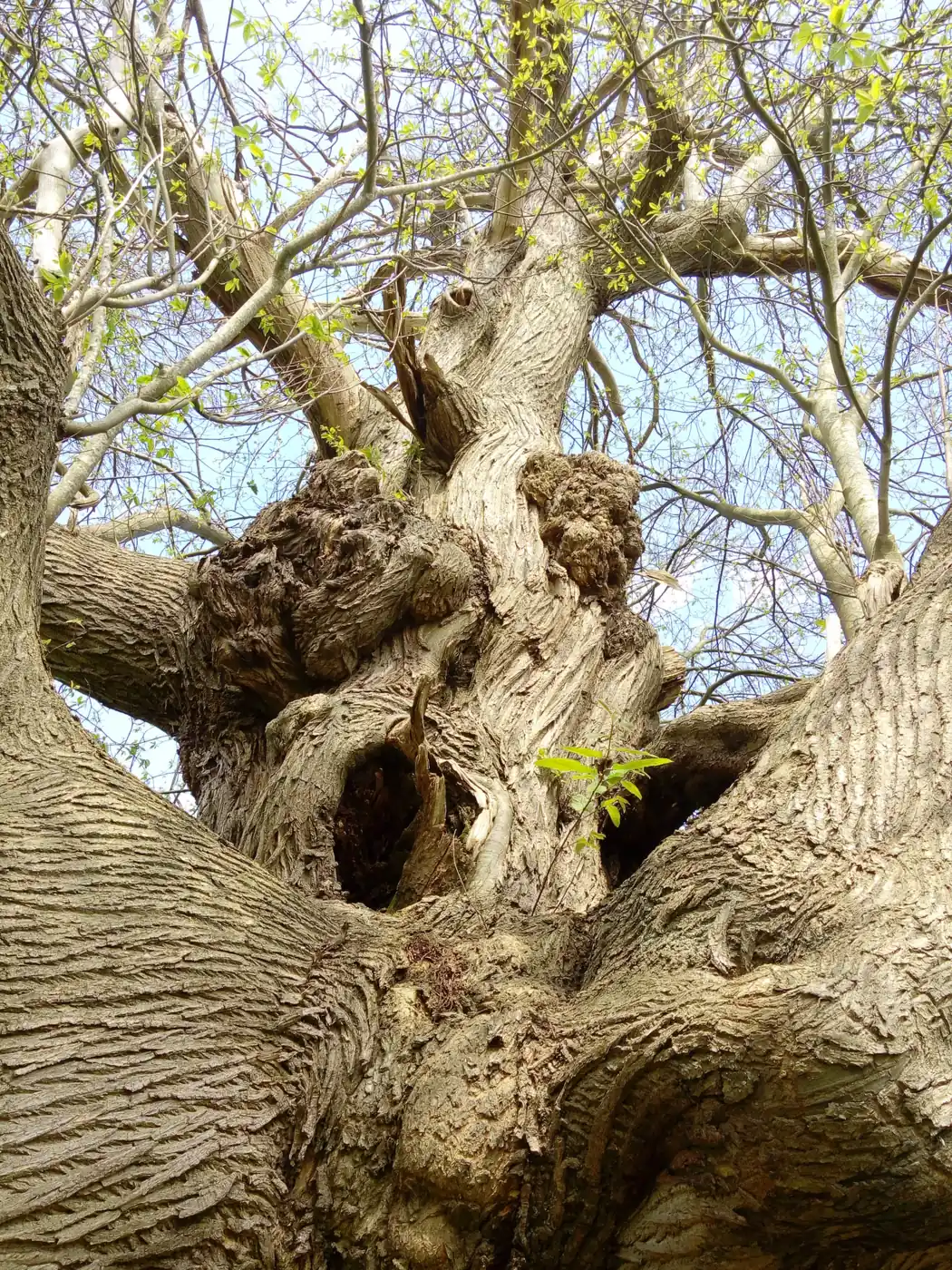 Veteran tree canopy in spring