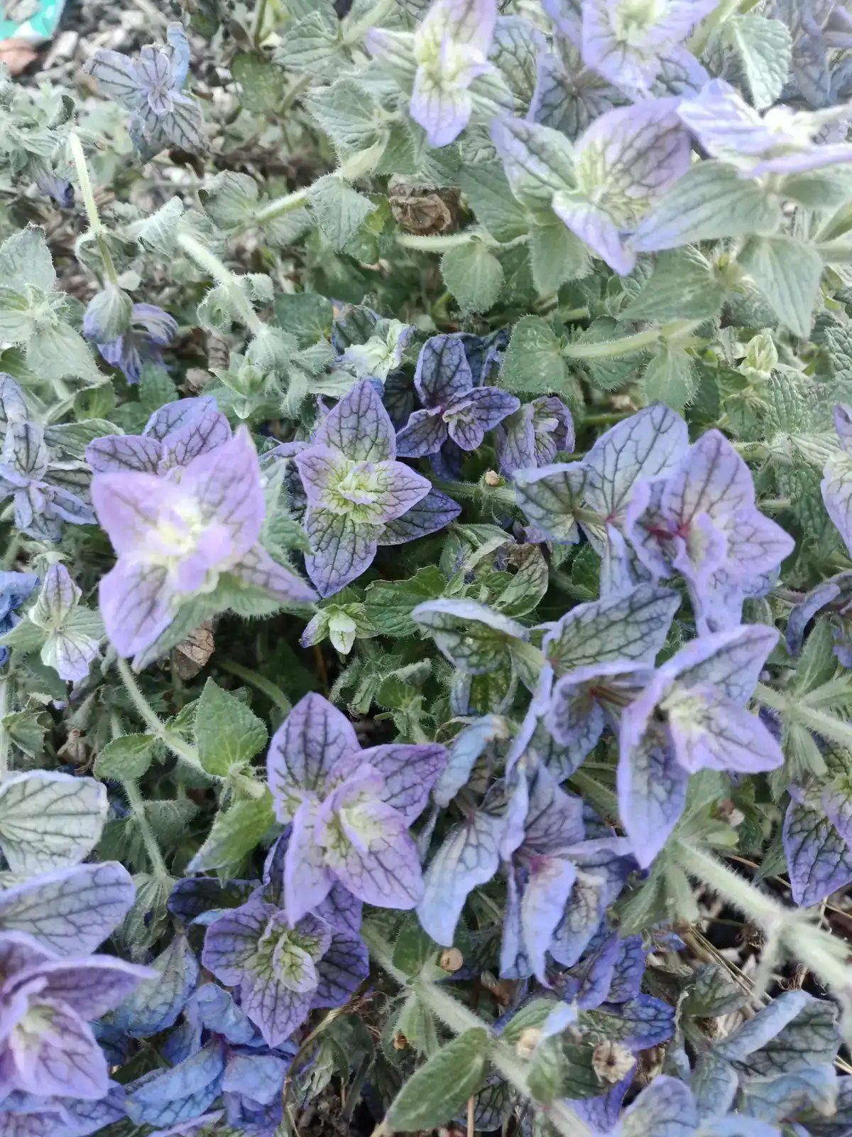 Clary sage bracts