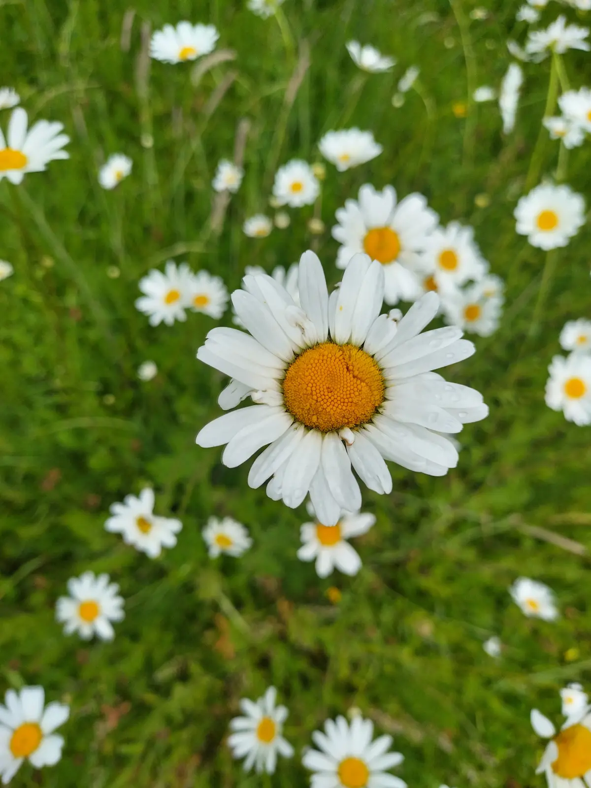 Ox-eye daisies in a meadow, petals beaded with dew