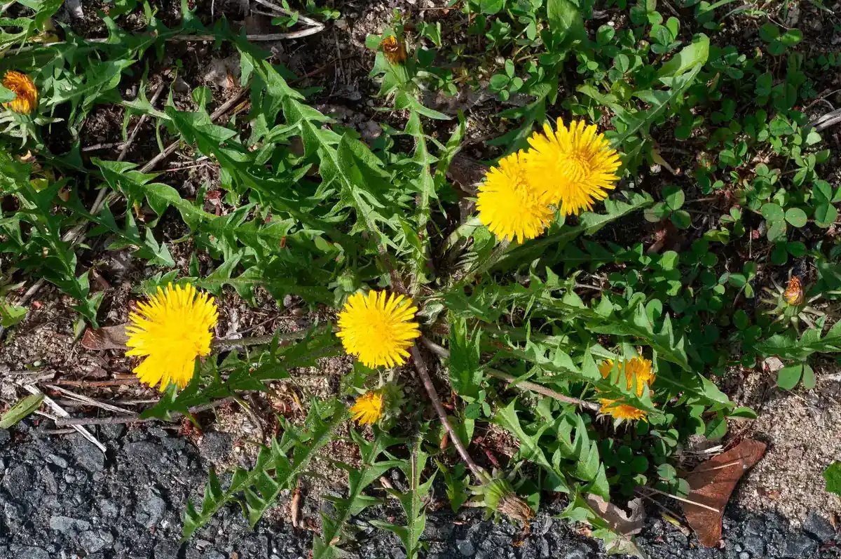 Dandelions growing at a pavement edge