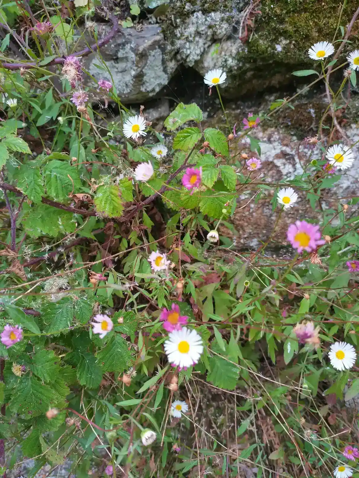 Fleabane against a stone wall