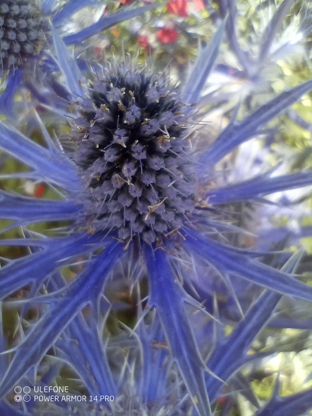 Sea holly flower head