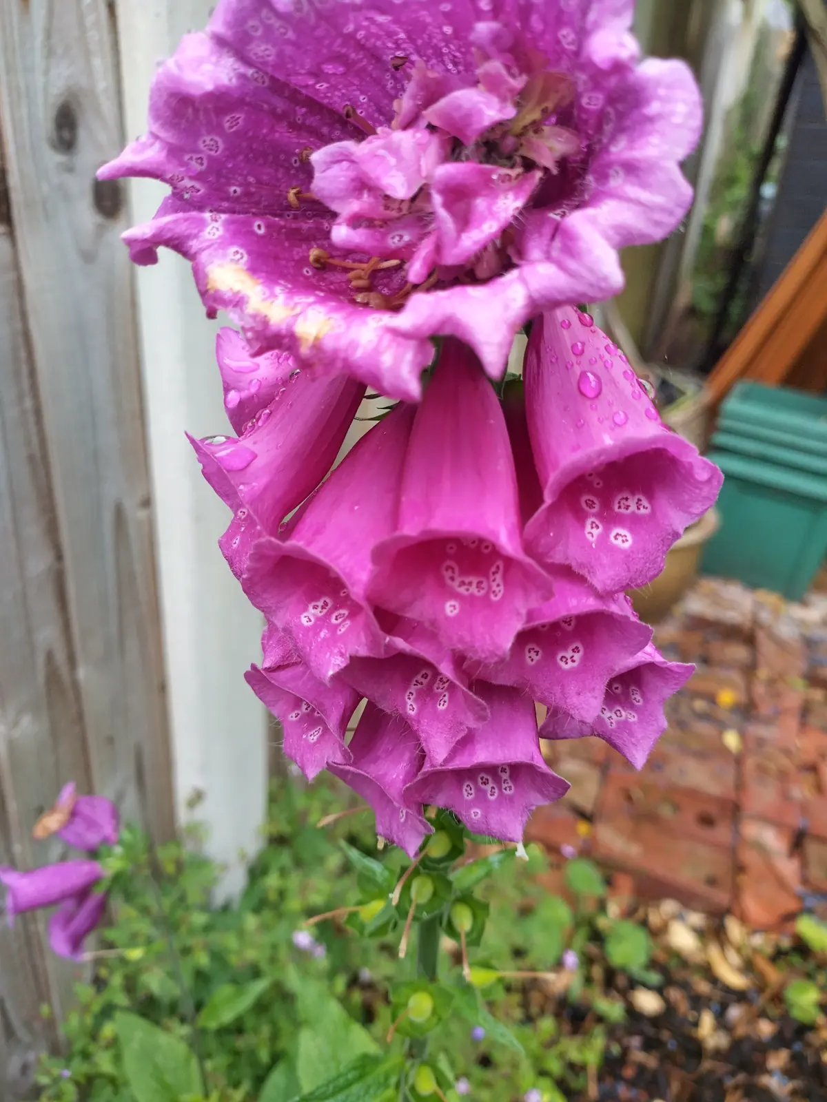 Foxgloves after rain