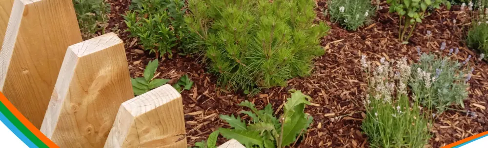 Timber edging with mulch, lavender and a dwarf pine