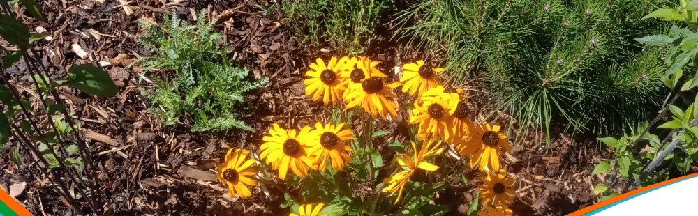 Rudbeckia in a newly planted border