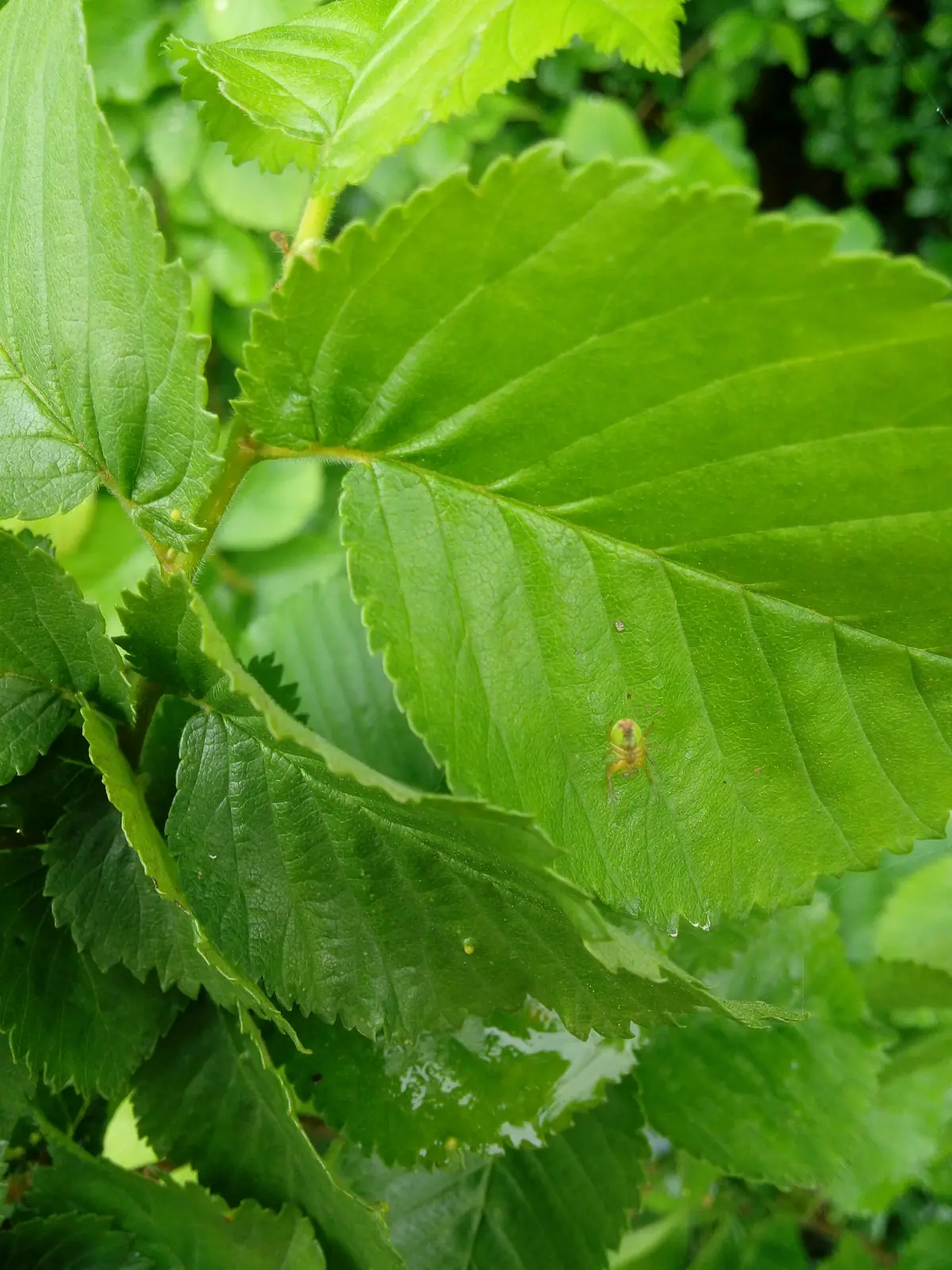 Crab spider on a hedgerow leaf