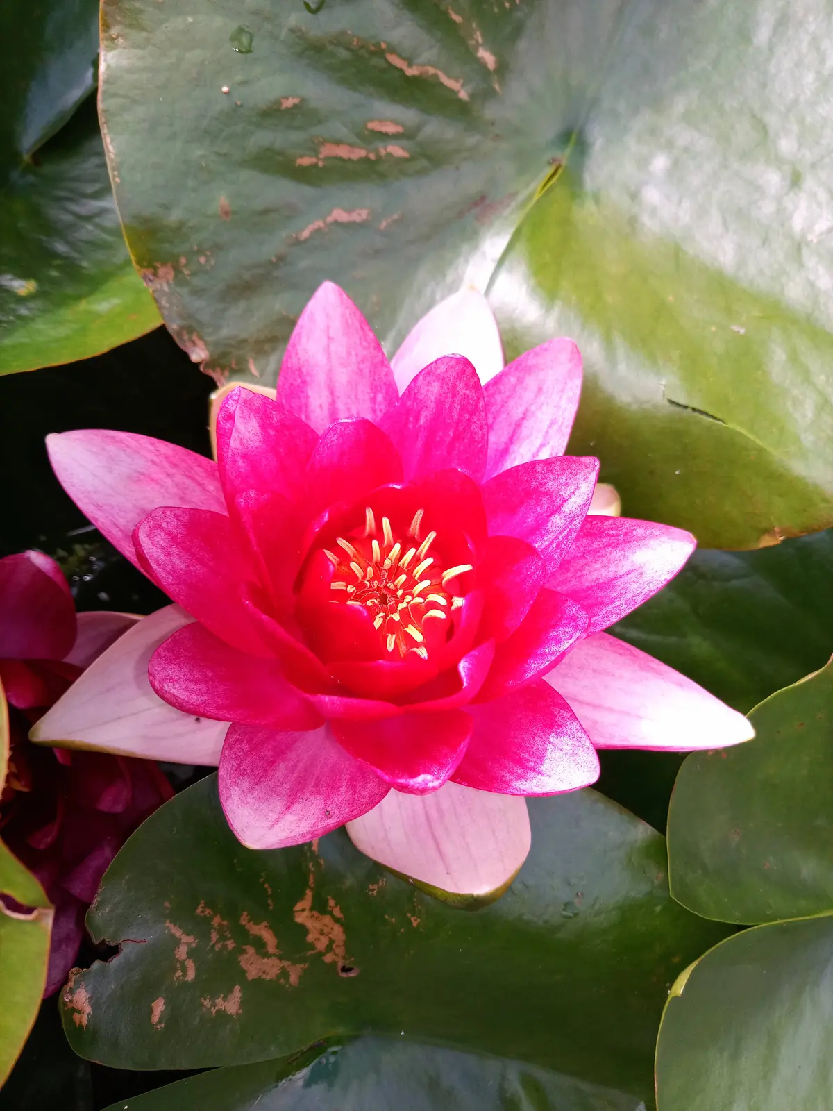 Pink waterlily on a still garden pond