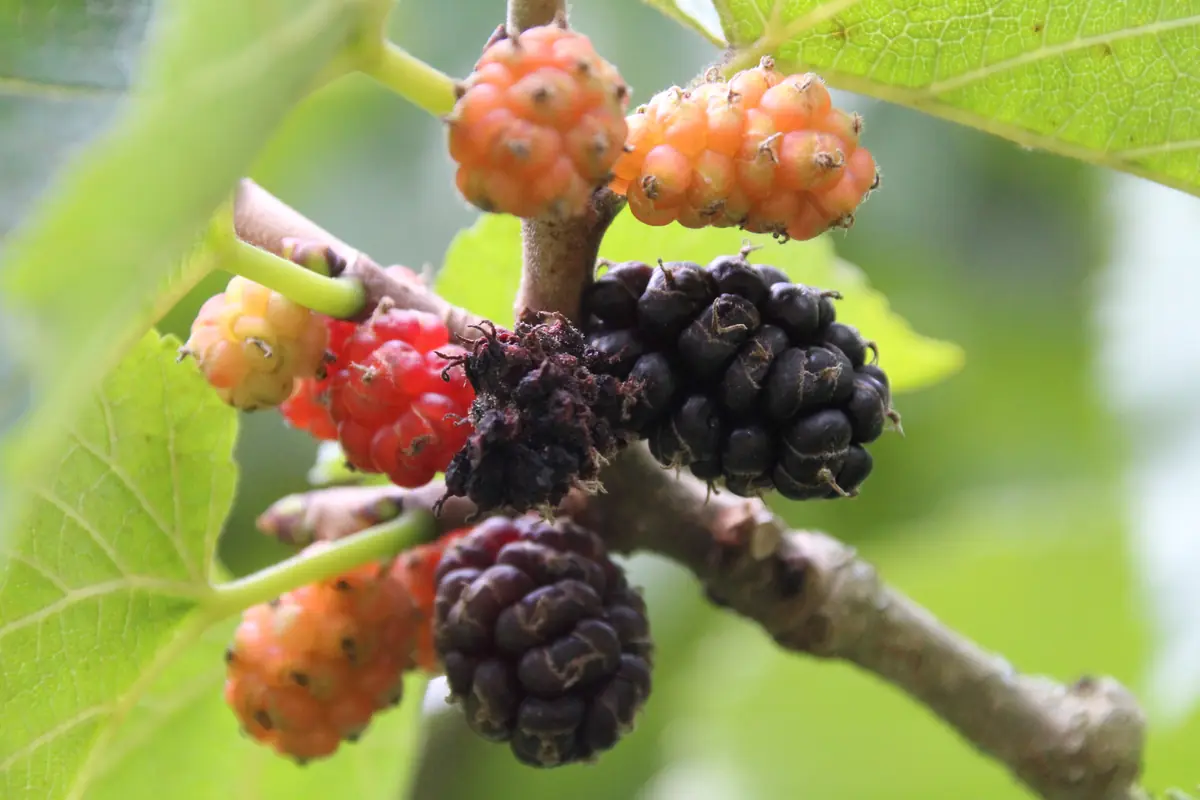 Ripening mulberries on the branch