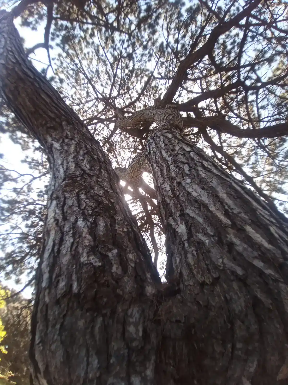 Light through a pine canopy