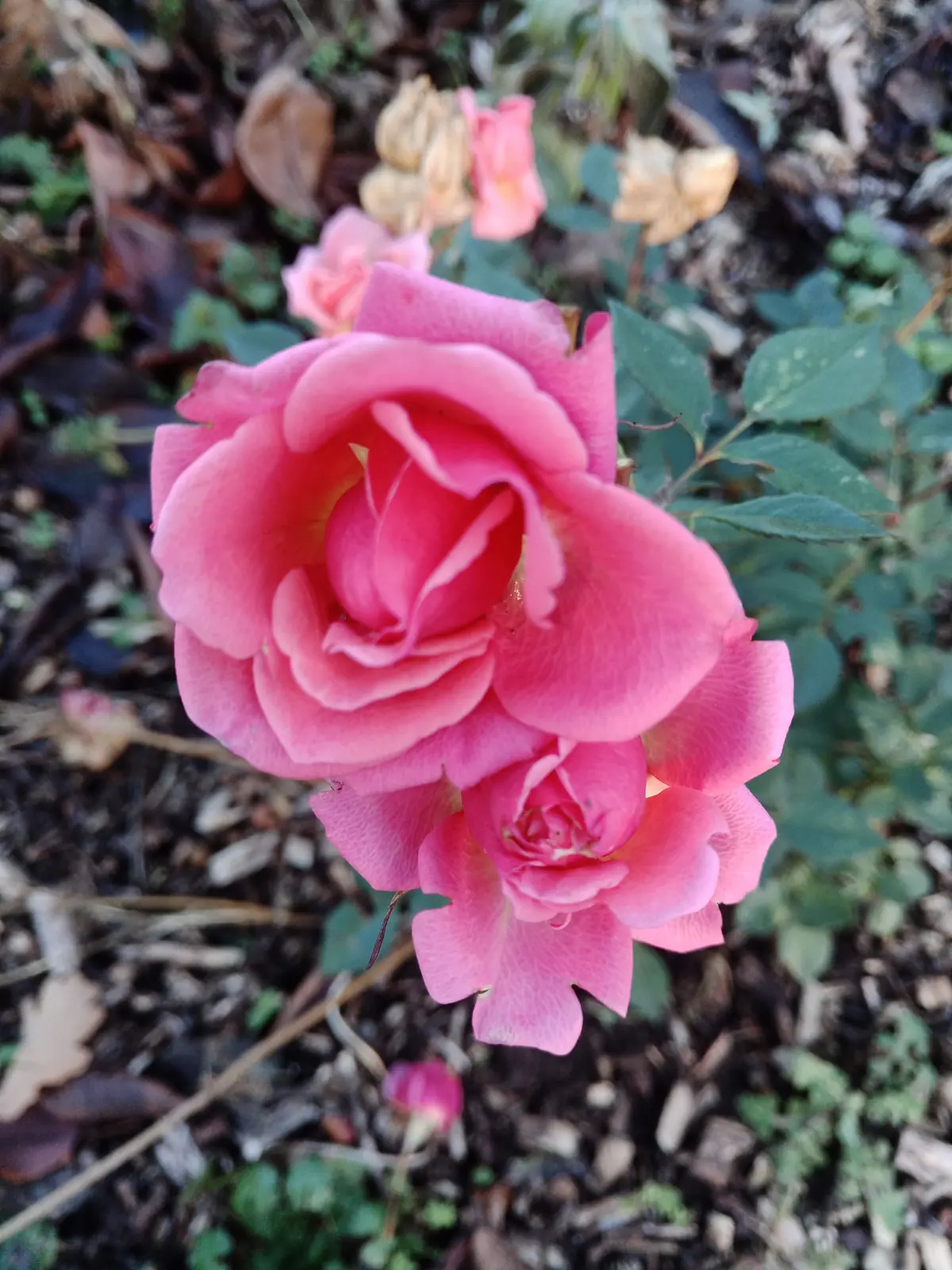 Pink roses in an autumn border