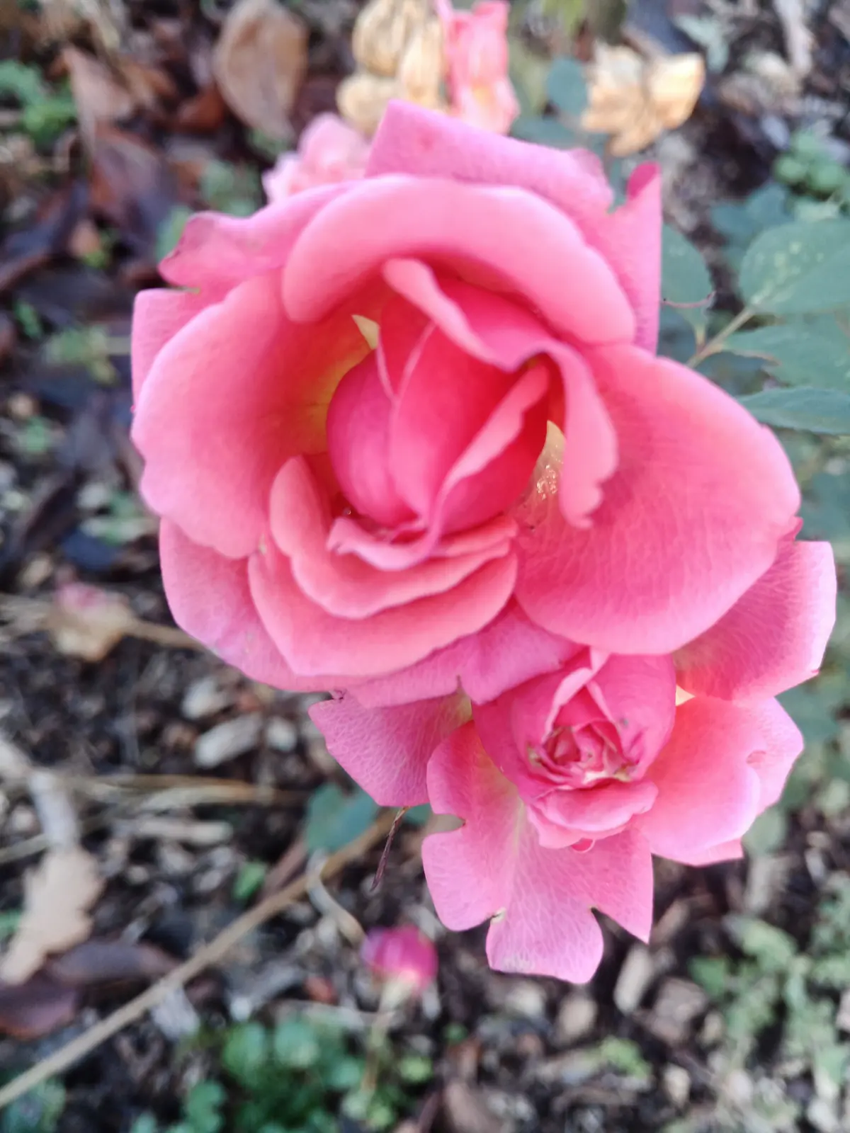 Pink roses still opening in the border