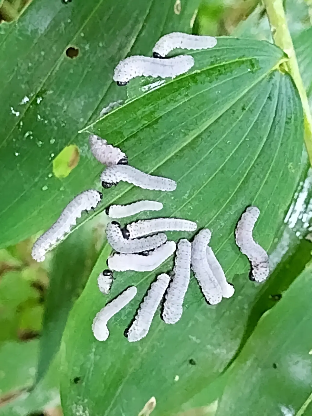 Sawfly larvae on Solomon’s seal