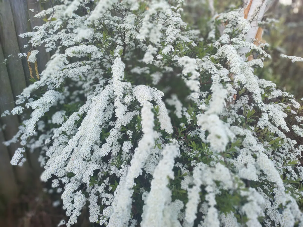 Spiraea in full bridal-wreath blossom