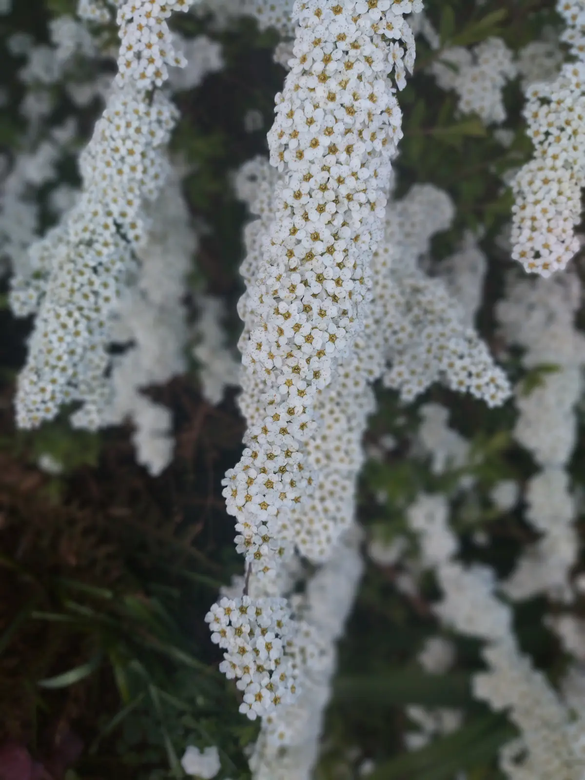 Close sprays of Spiraea blossom