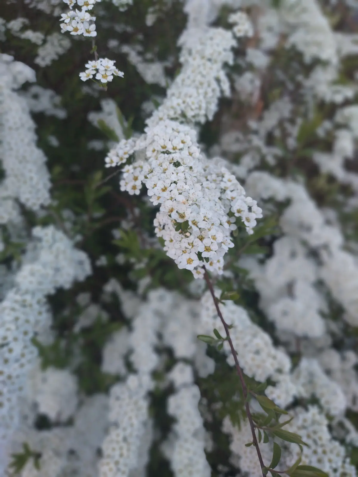 Arching sprays of Spiraea blossom