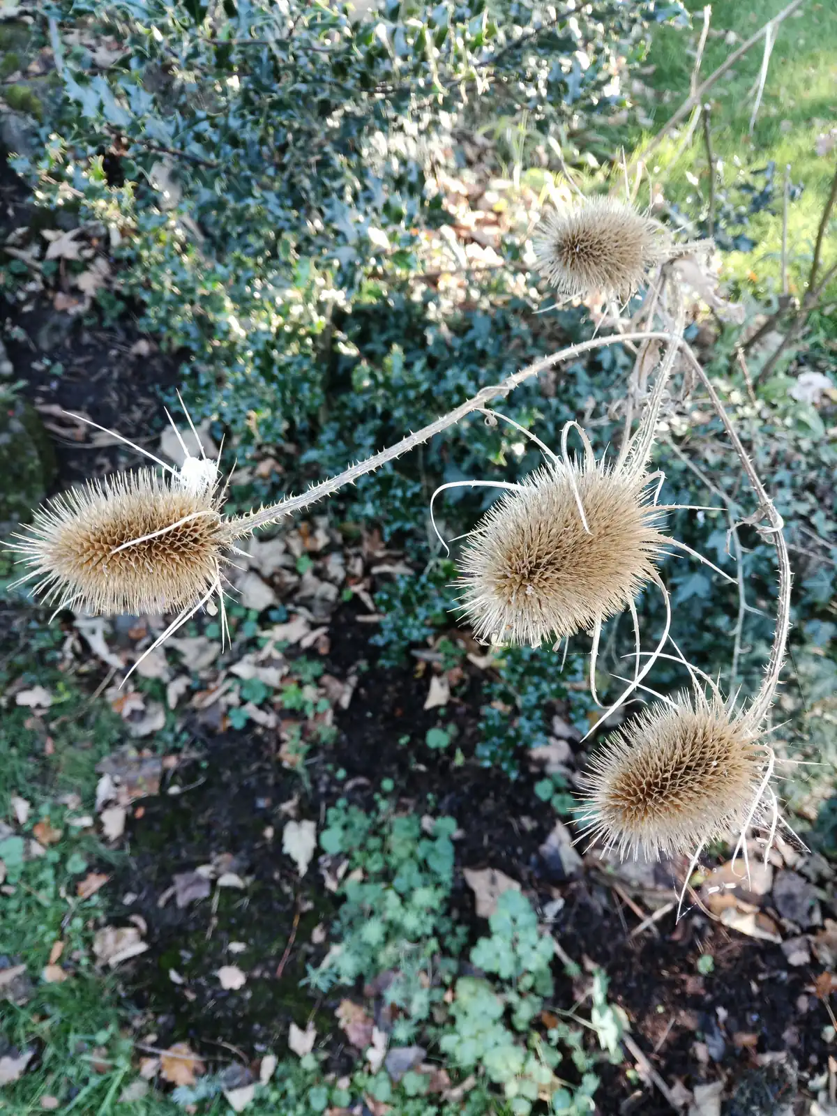 Teasel seed heads left standing for winter birds