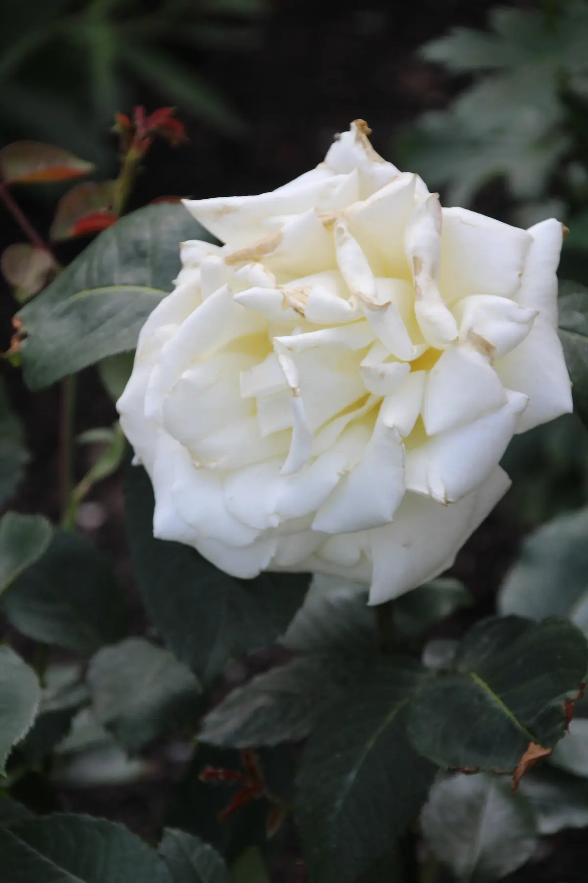 A white rose with fading petals