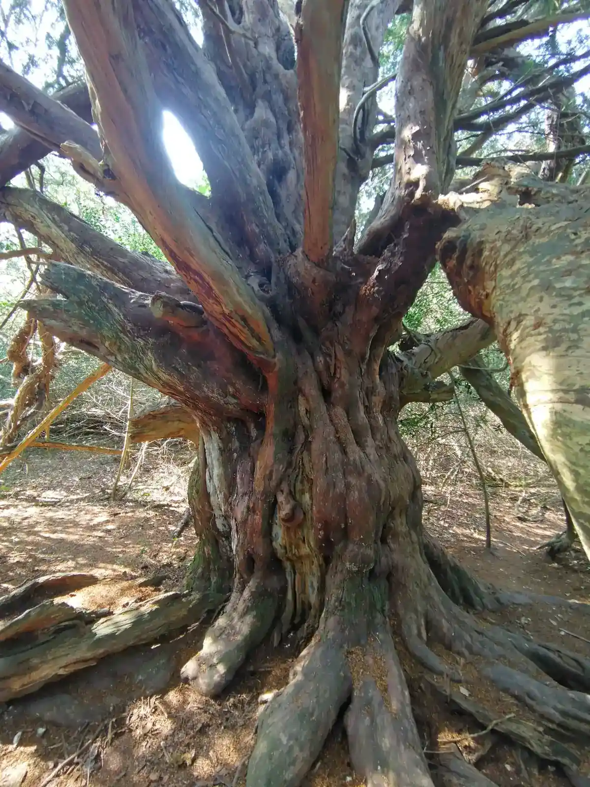 Ancient yew trunk with spreading roots